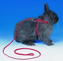 Rabbit Harness / Guinea Pig Harness and Lead Adjustable (6260), Suprise Colour