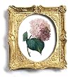 Hortensia - Gold Frame Magnet with pop-out easel (2-3/4" x 2-1/2")