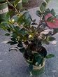Camellia Shishi Gashira One Gallon by Monrovia Growers