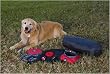 ABO Gear Man's Best Friend