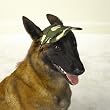 SMALL - GREEN - Camo Style Dog Caps