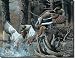 DUCKS UNLIMITED - Beaver Pond Metal Tin Sign 16"W x 12.5"H