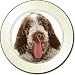 ITALIAN SPINONE DOG & KITTENS Tax Disc Holder