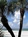 Tropical Florida - 24H x 18W - Peel and Stick Wall Decal by Wallmonkeys