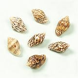Eigenschaften KnorrPrandell / Gütermann / KnorrPrandell 6079253 - Muschel 8x4mm, 30 Stück/Beutel