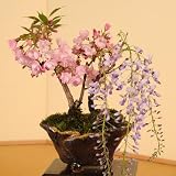 人気花物盆栽：桜・藤寄せ*【春に開花】
