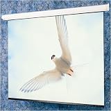 Draper 116282QL Glass Beaded: Targa Electric Screen With Quiet Motor & Low Voltage Controller - HDTV