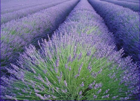 Lovely Lavender Luxe Milk Bath Salts - Soothing, Calming, Moisturizing and All Natural with Honey and Ginseng