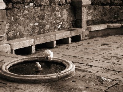 Cat Drinking From a Fountain Photographic Poster Print by Jack Hollingsworth, 16x12