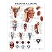 Pharynx & Larynx Anatomical Chart