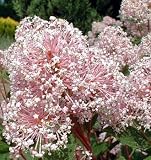 Marie Simon New Jersey Tea Shrub - B000PJGF3C
