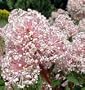Marie Simon New Jersey Tea Shrub - Ceanothus - NEW!