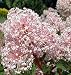 Marie Simon New Jersey Tea Shrub - Ceanothus - NEW!