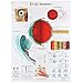 3B Scientific Glossy Paper Human Eye Anatomical Chart