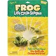 Life Cycle Stages - Frog
