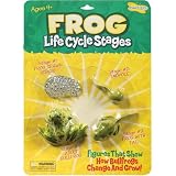 Life Cycle Stages - Frog