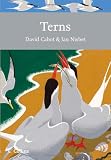 Terns