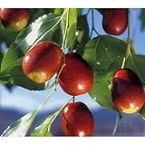 果樹苗 ナツメ ナツメ 1年生苗