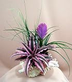 Live Pink Earth Star Conch Shell - For Office/Dorm/Home