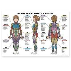Algra Women's Exercise & Muscle Guide