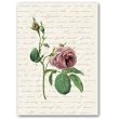 19th Century Rose Combo 4 - 5" x 7" Vellum Overlay Greeting Card