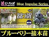 ブルーベリー 苗 おおつぶ星 ノーザンハイブッシュ系　接ぎ木苗 【ブルーインパルス】 blueberry