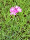 Eigenschaften Dachstauden  / Dianthus carthusianorum - Karthaeusernelke, 6 Pfl.