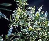 Creme & Green Miniature Gardenia Plant -FRAGRANT-Bonsai