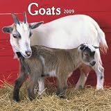 Goats 2009 Square Wall Calendar