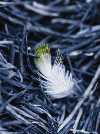 An Endangered Gouldian Finch Feather on Burnt Grass Tussock Premium Photographic Poster Print, 30x40