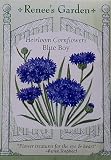 Cornflower Blue Boy Heirloom Seeds
