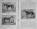 1910 Horses Miss Letty Cyprian Songstress Oaks Sport