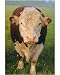 Photographic Print of Portrait of a Hereford bull from Robert Harding