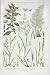 1919 Flowers Wind Grass Flat-Stalked Poa Sand Fescue