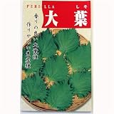 お刺身のつまに! 大葉シソ 数量:10ml