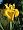 Pond Plant Starter Kit 1 Aquatic Marginal and Lilies