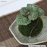(こけだま)ミニ苔玉 ユキノシタ(ホソバオキナゴケ)(1個) 本州・四国限定[生体]
