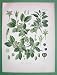 COMMON Buckthorn Plant Flowers Seeds - SUPERB Antique Botanical Print Color Lithograph