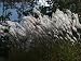 Ornamental Grasses Catch the Light Photographic Poster Print by Heather Perry, 40x30