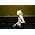 Vignette de Laura Marling