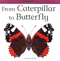From Caterpillar to Butterfly (Lifecycles)