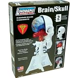 Brain and half Skull - Unassembled Science Model Kit