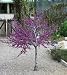 Western Redbud Tree-Cercis occidentalis-10+seeds $2.99