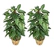 TWO 2' Philodendron Artificial Tropical Plants with Pole