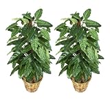 TWO 2' Philodendron Artificial Tropical Plants with Pole, with No Pot