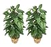 TWO 2' Philodendron Artificial Tropical Plants with Pole, with No Pot