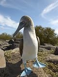 A Blue-Footed Booby of the Galapagos Islands Photographic Poster Print by Ralph Lee Hopkins, 12x16