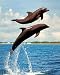 Bottlenosed Dolphins (Leaping Out of Water) Art Poster Print - 16