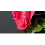 Fujifilm FinePix F300 EXR II Appareil photo num�ri&hellip de Fuji