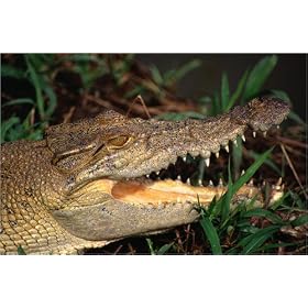 photographie The ferocious open jaw of a Freshwater Crocodile ( Crocodylus johnstoni ) - Kakadu N...